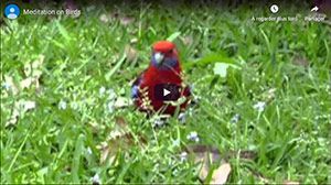 meditation on birds video