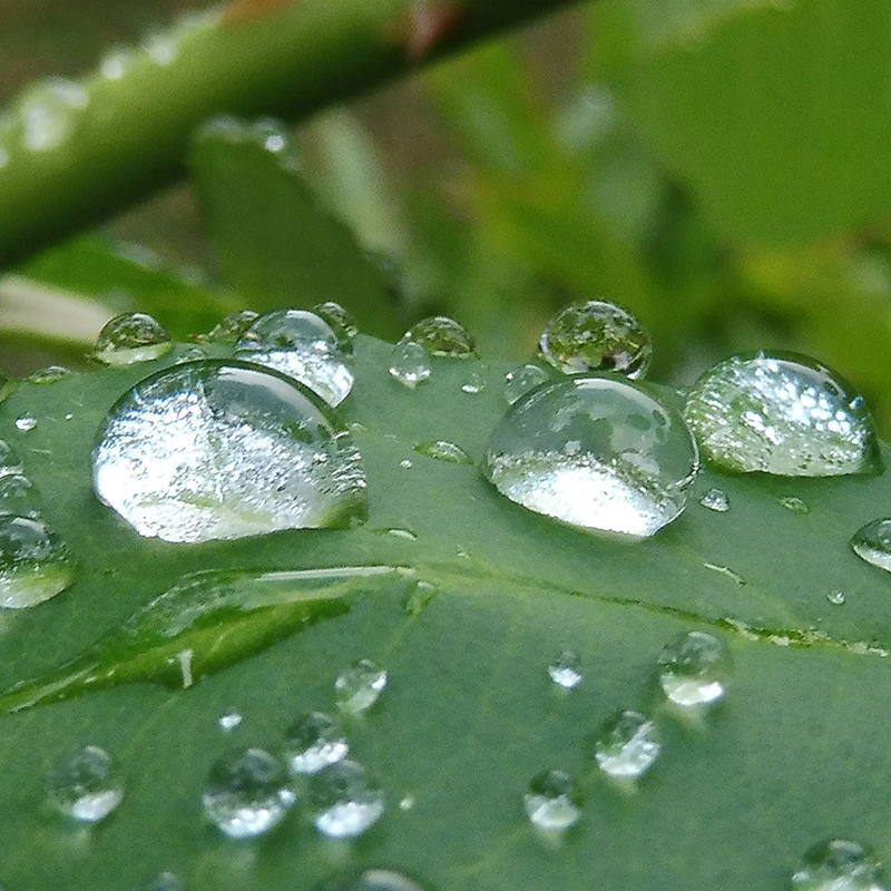 water drops onver green leaf