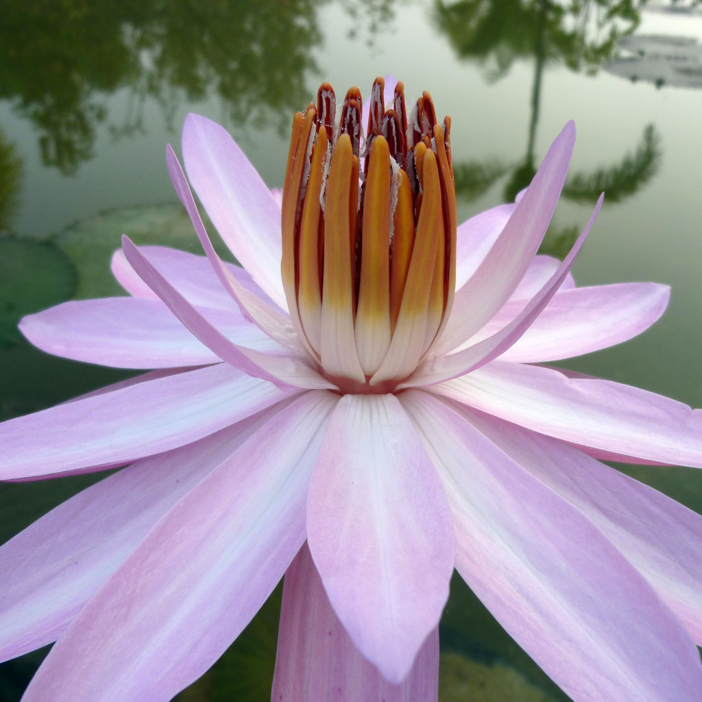 Lotus floats on a pond