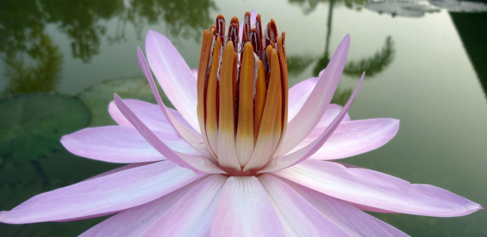 Lotus floats on a pond